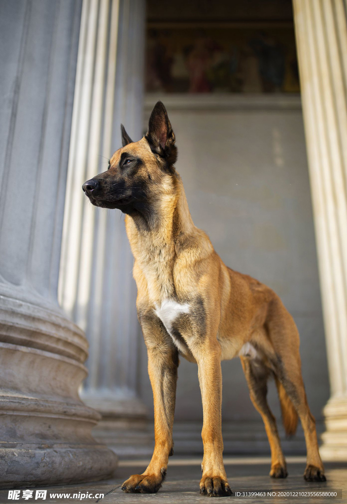 动物 宠物 狗 猫