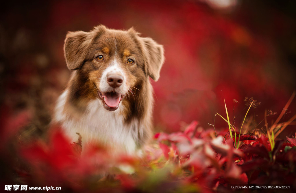 动物 宠物 狗 猫