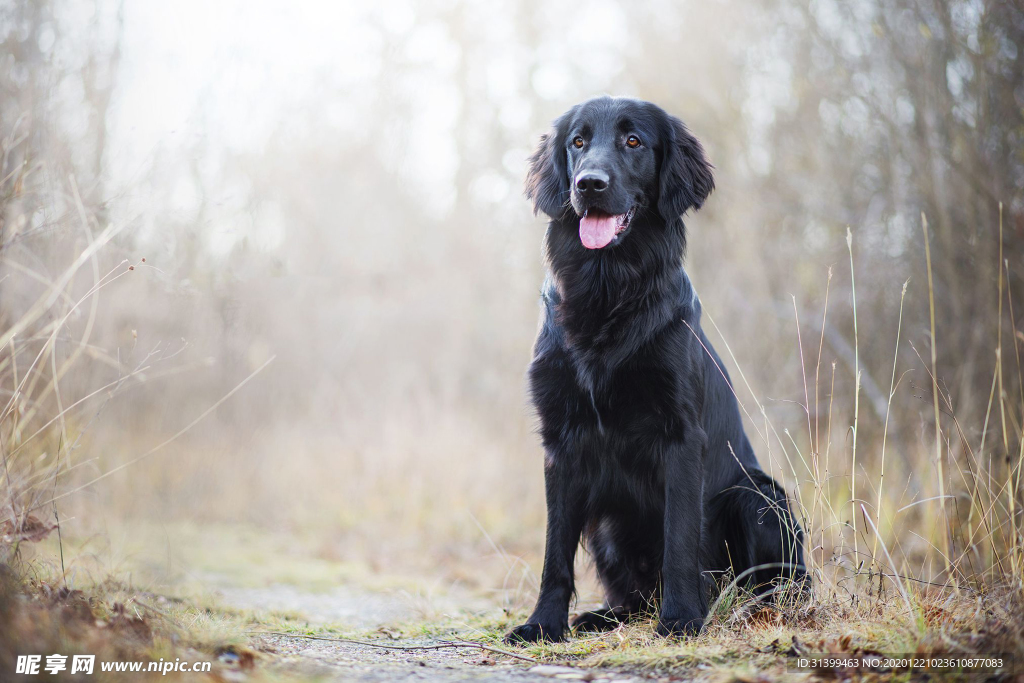 动物 宠物 狗 猫
