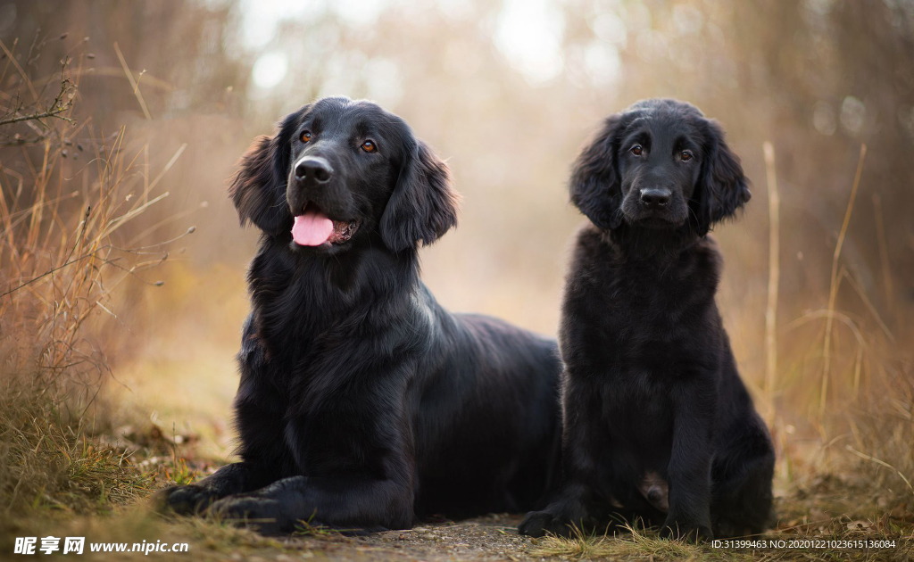 动物 宠物 狗 猫
