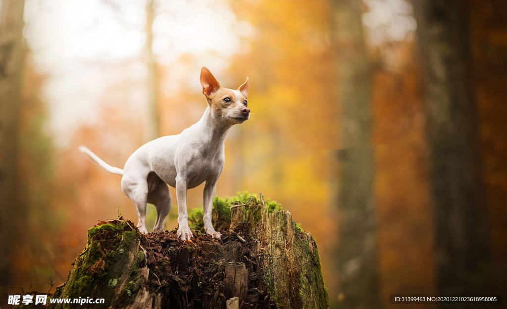 动物 宠物 狗 猫