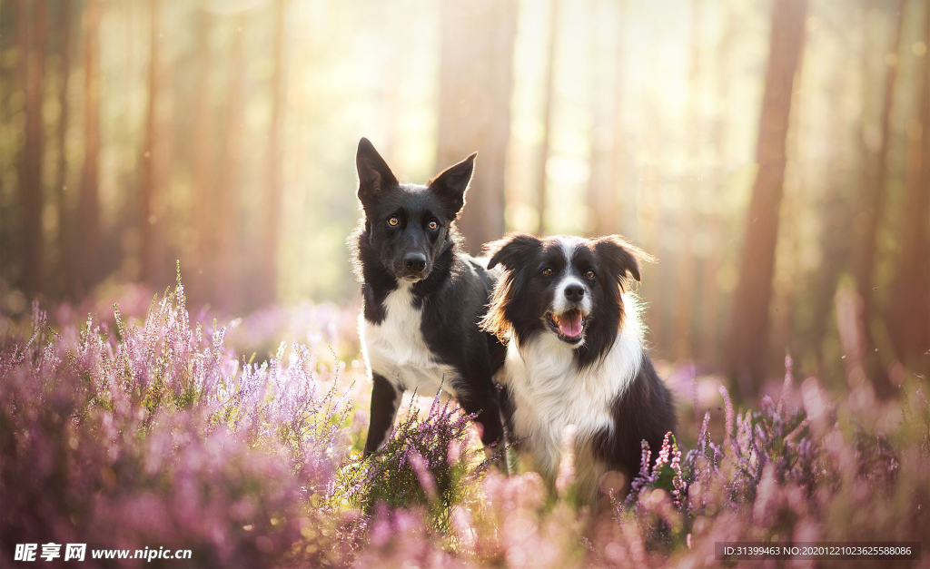 动物 宠物 狗 猫
