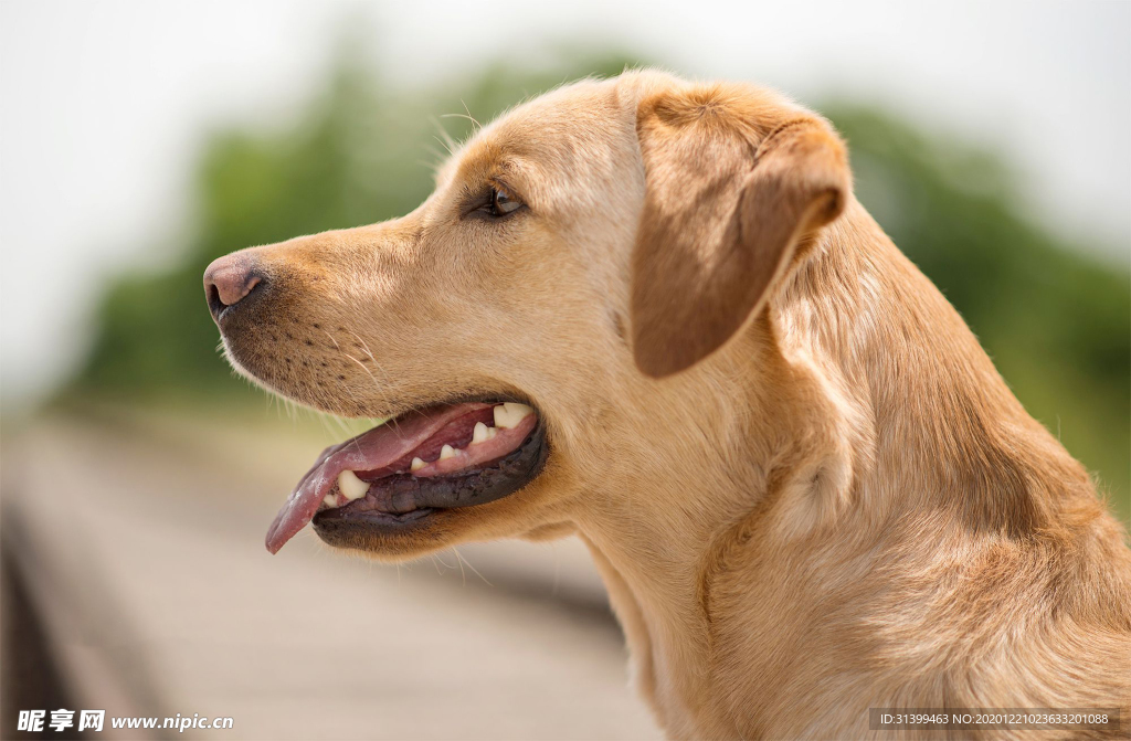 动物 宠物 狗 猫