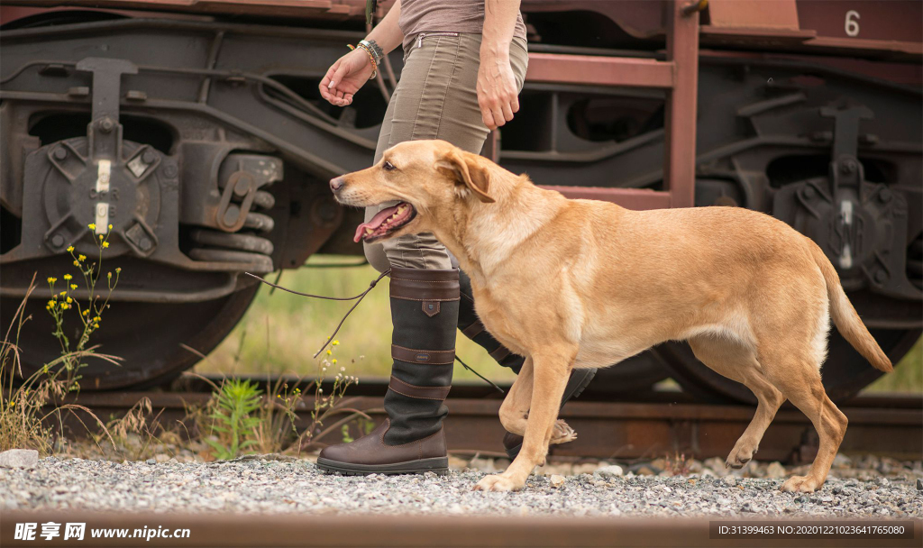 动物 宠物 狗 猫