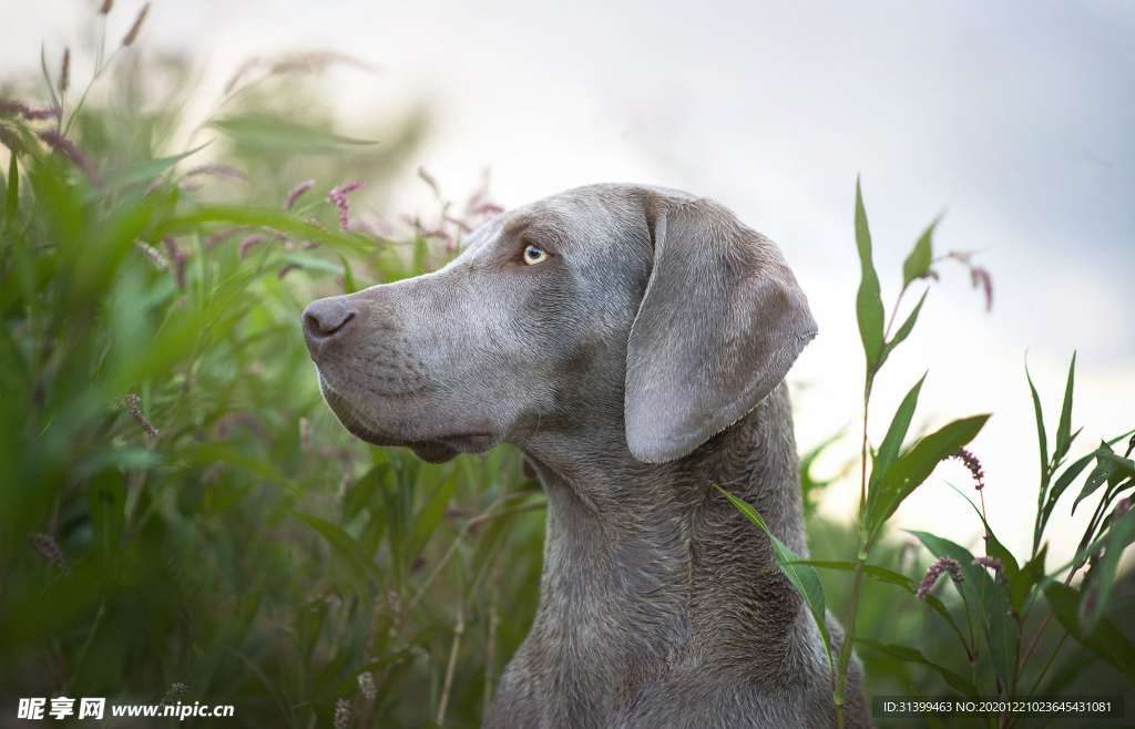 动物 宠物 狗 猫