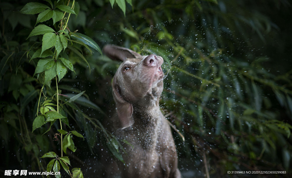 动物 宠物 狗 猫
