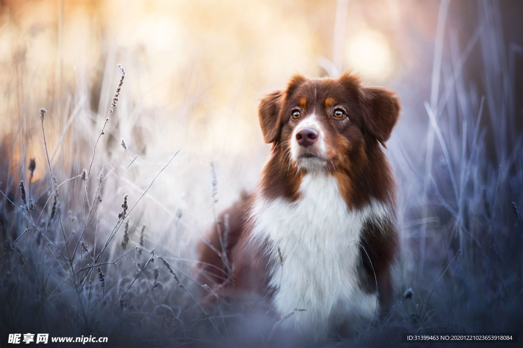 动物 宠物 狗 猫