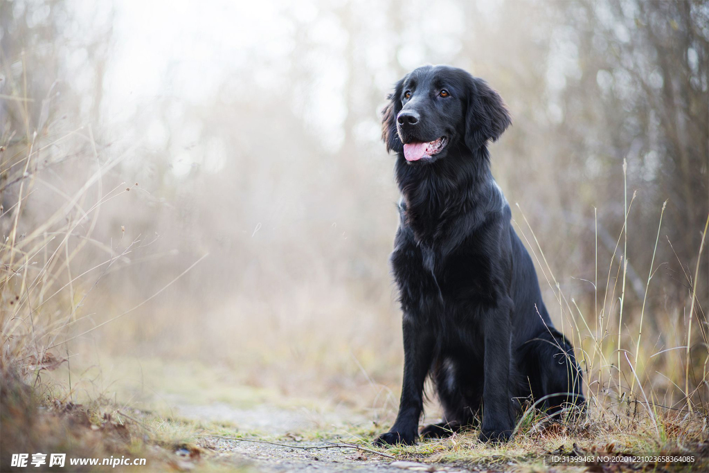 动物 宠物 狗 猫