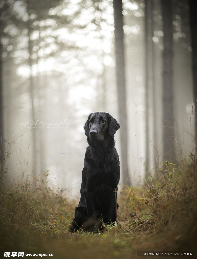 动物 宠物 狗 猫