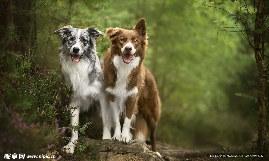 动物 宠物 狗 猫