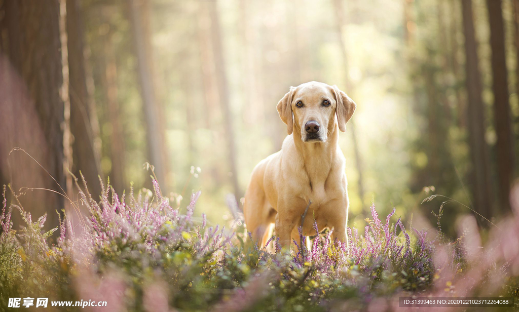 动物 宠物 狗 猫
