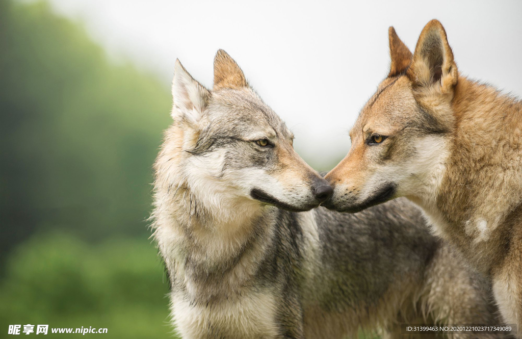 动物 宠物 狗 猫