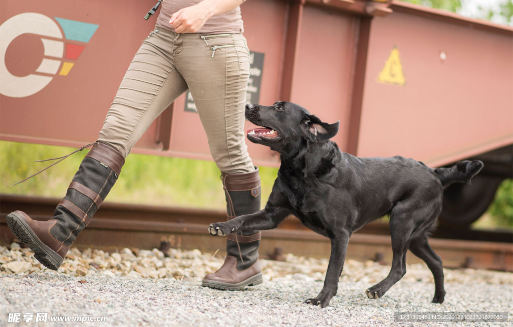 动物 宠物 狗 猫