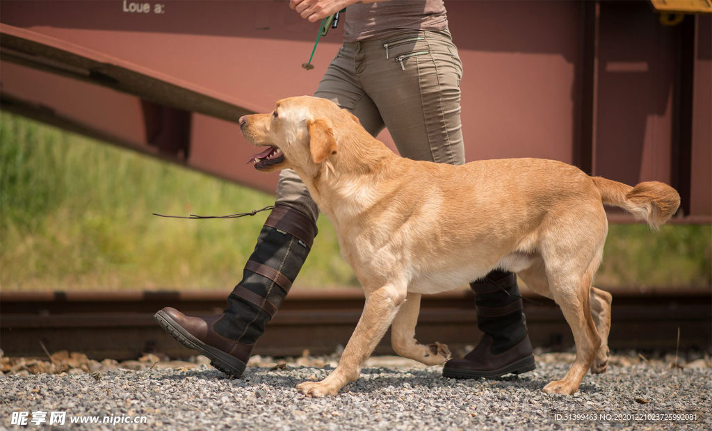 动物 宠物 狗 猫