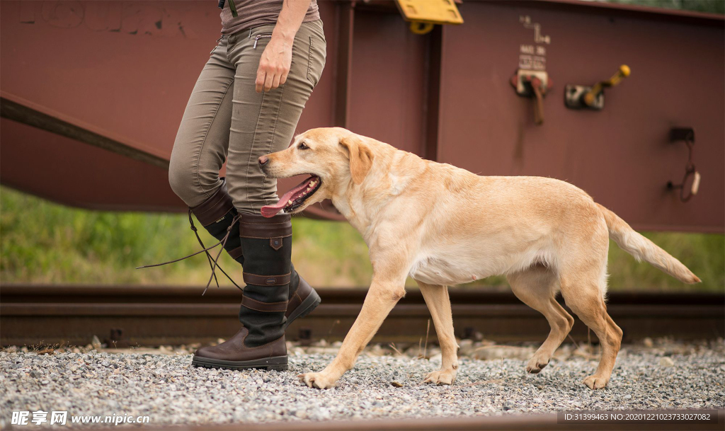 动物 宠物 狗 猫