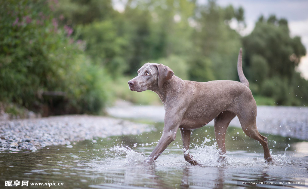 动物 宠物 狗 猫