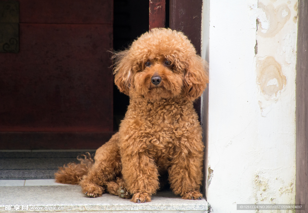 泰迪犬