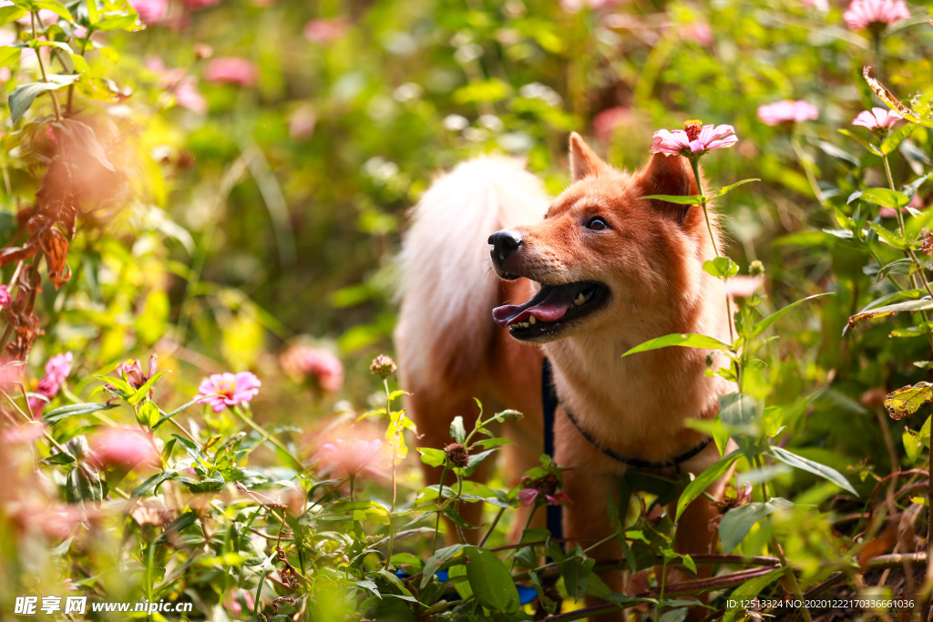 秋田犬