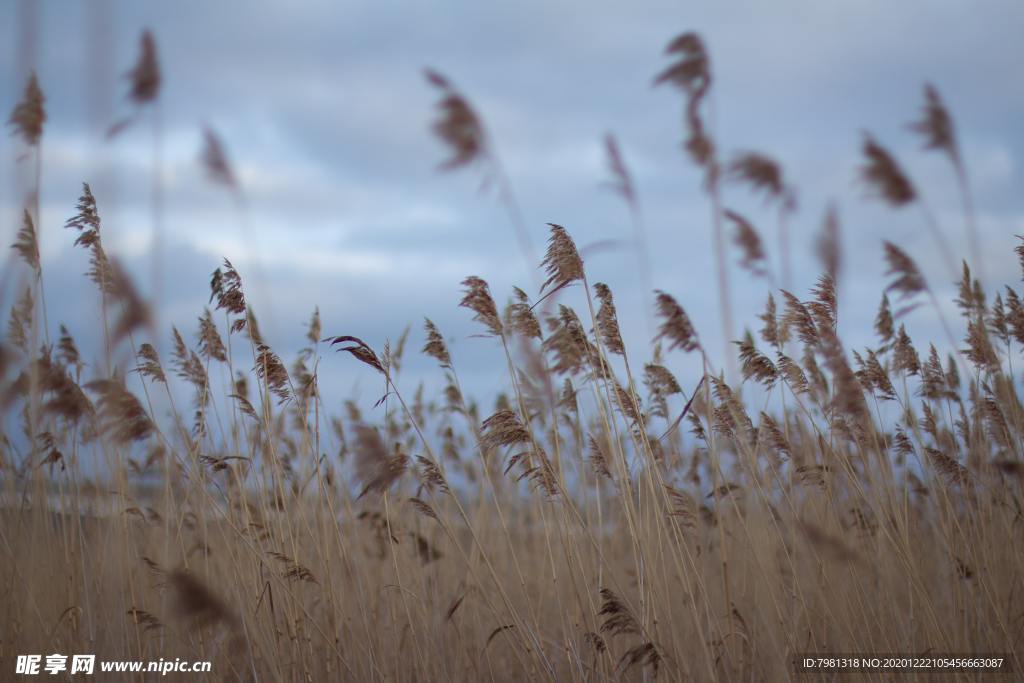 芦苇