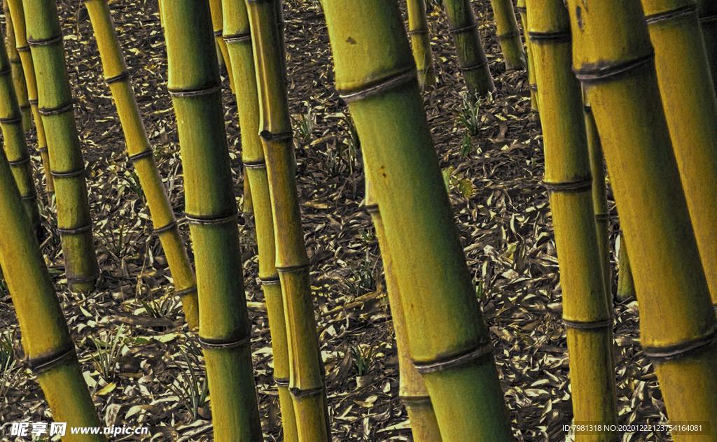 竹