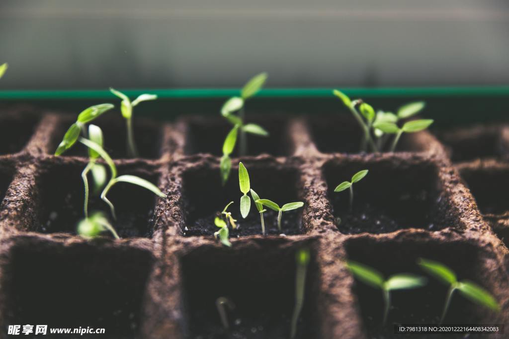 育苗