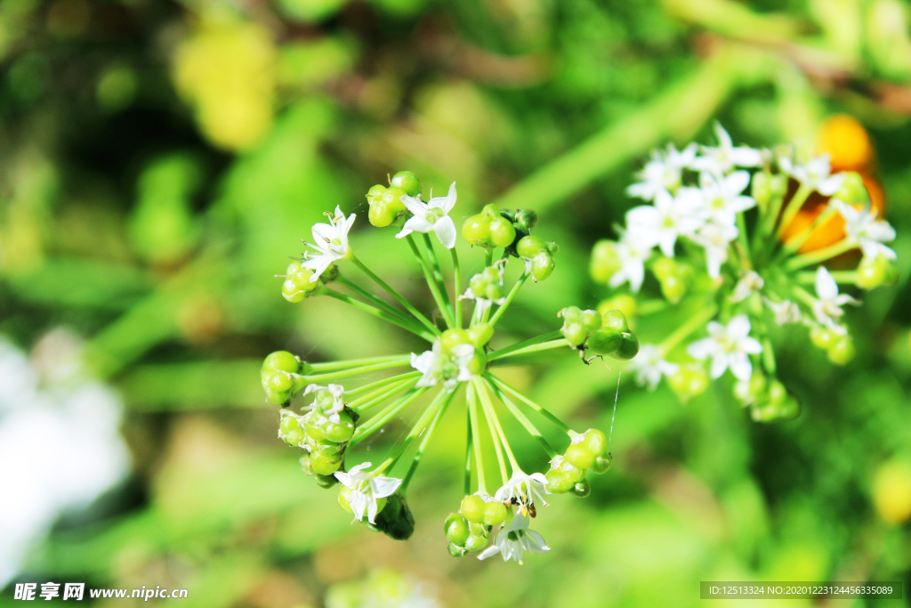 牵牛花