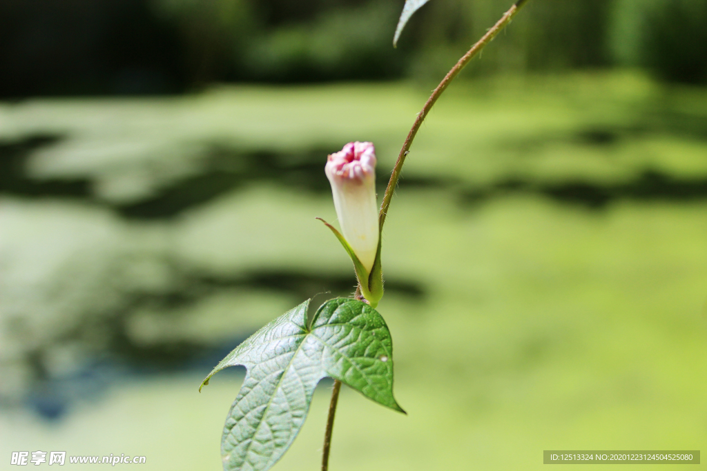 牵牛花