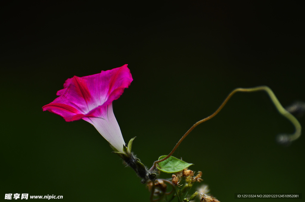 牵牛花