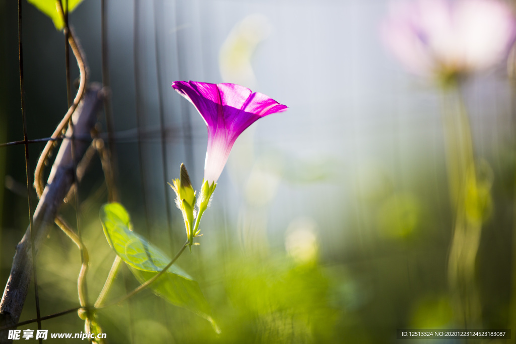 牵牛花