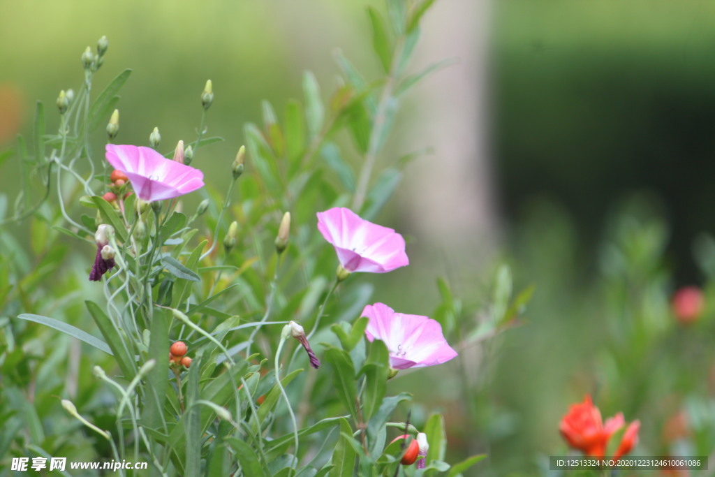 牵牛花
