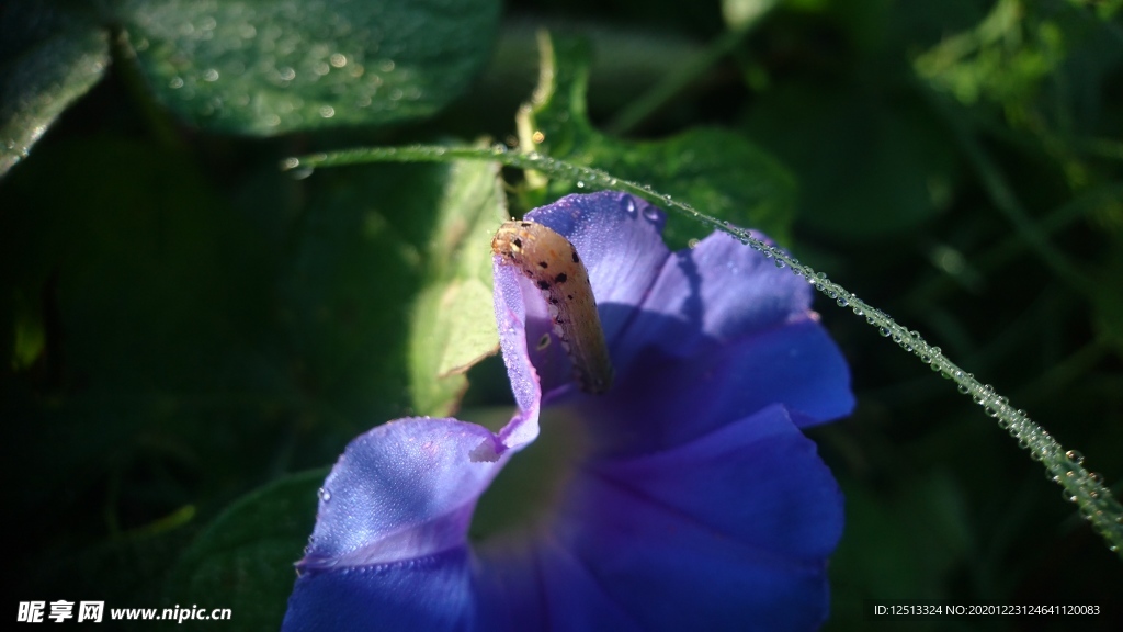 牵牛花