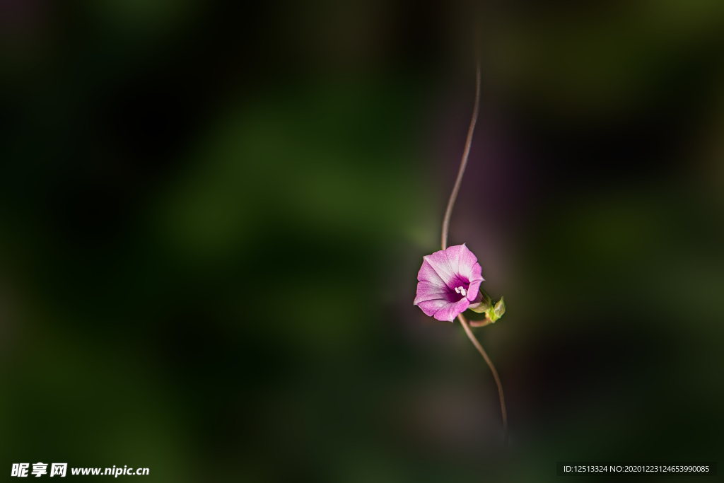 牵牛花