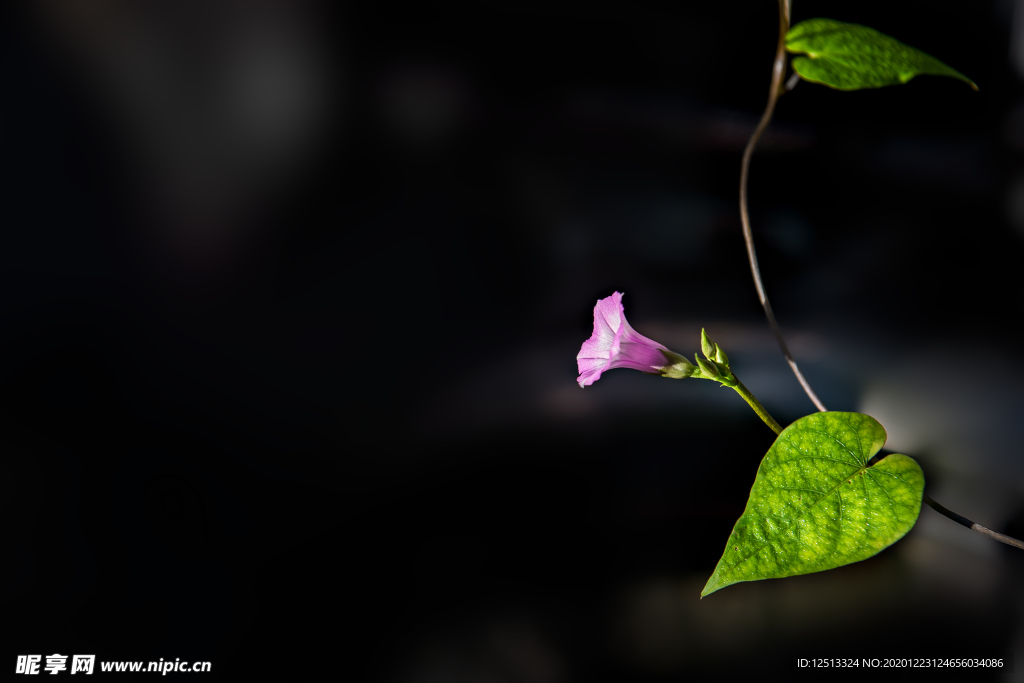 牵牛花