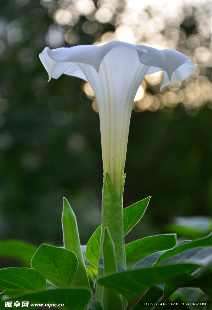 牵牛花