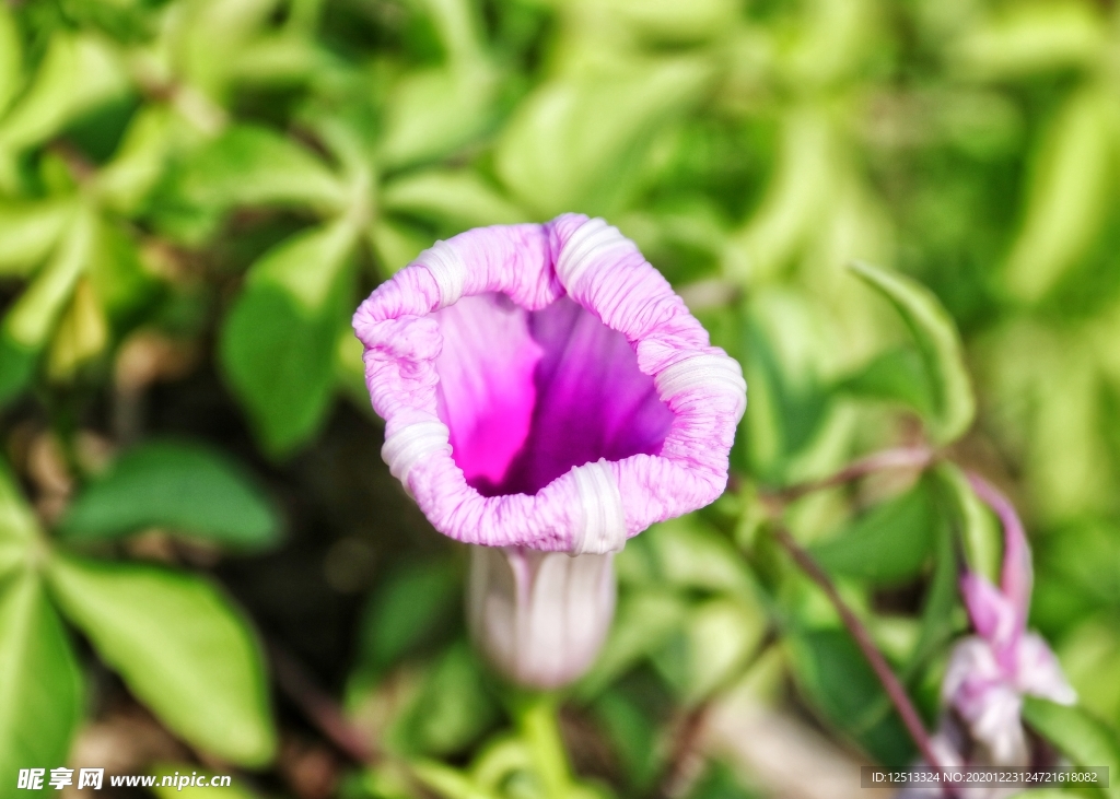牵牛花