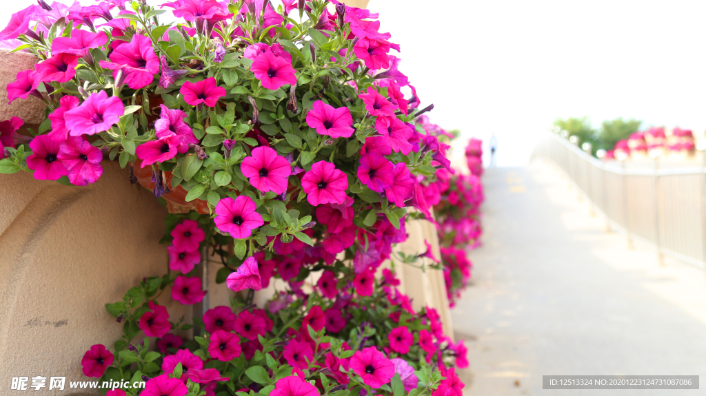 牵牛花