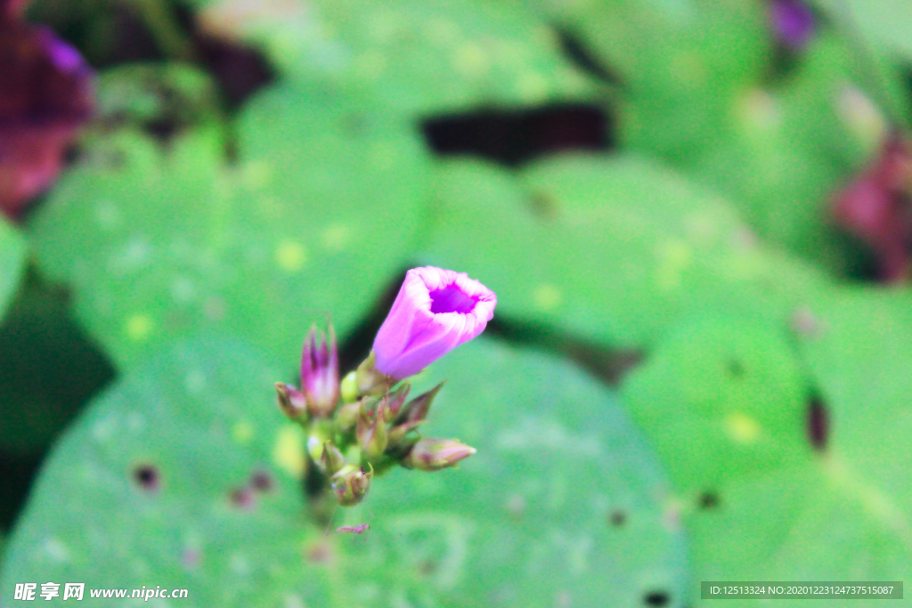 牵牛花