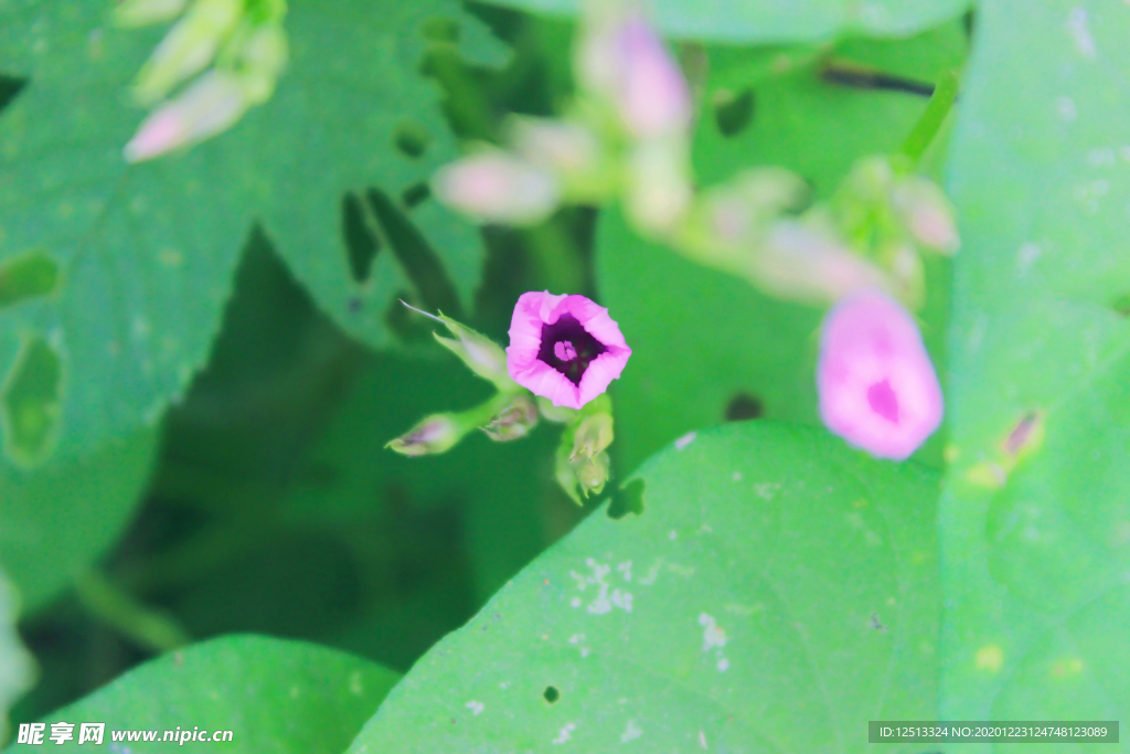 牵牛花