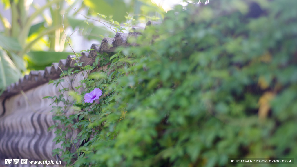 牵牛花