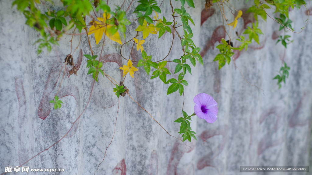 牵牛花