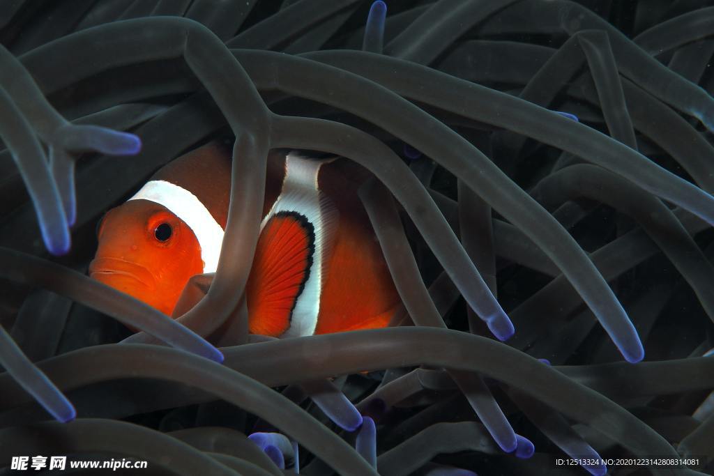 小丑鱼