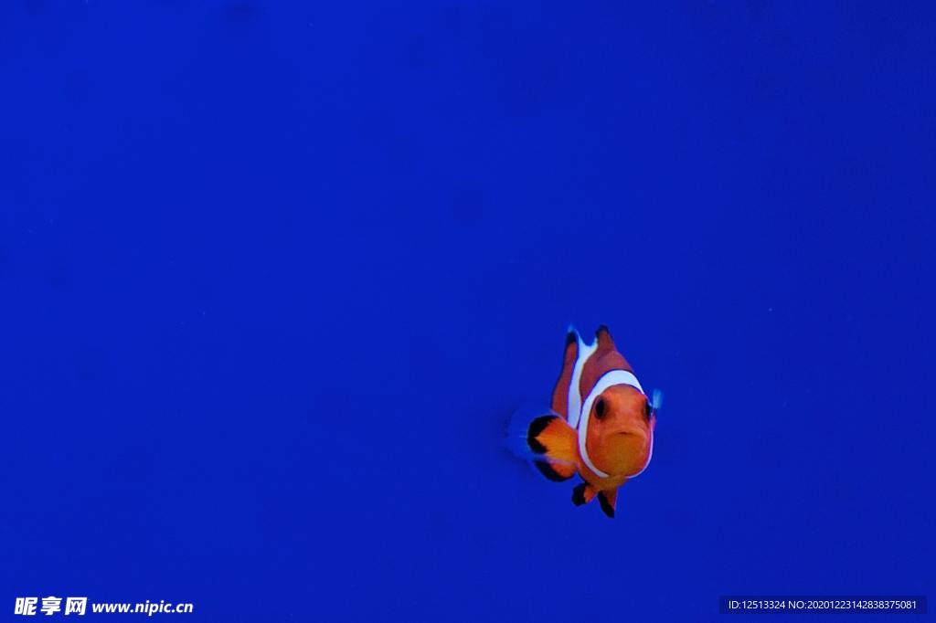 小丑鱼