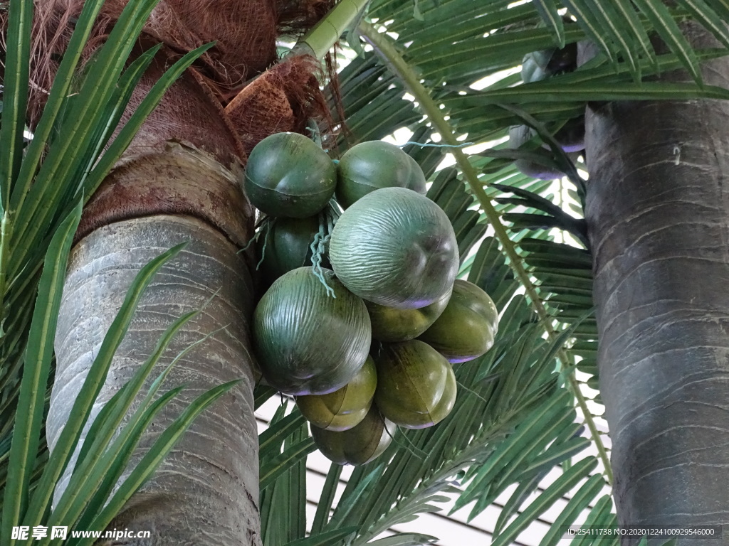 椰树椰子