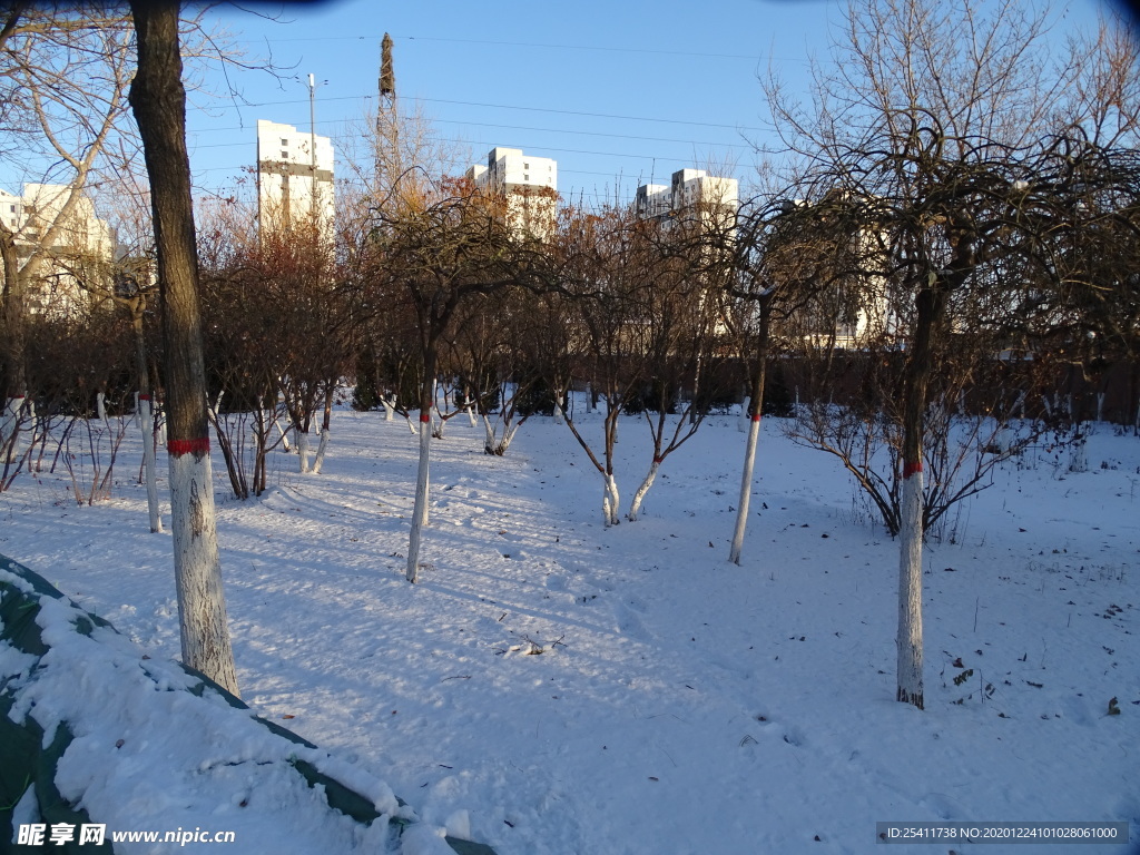 雪地上的小树林