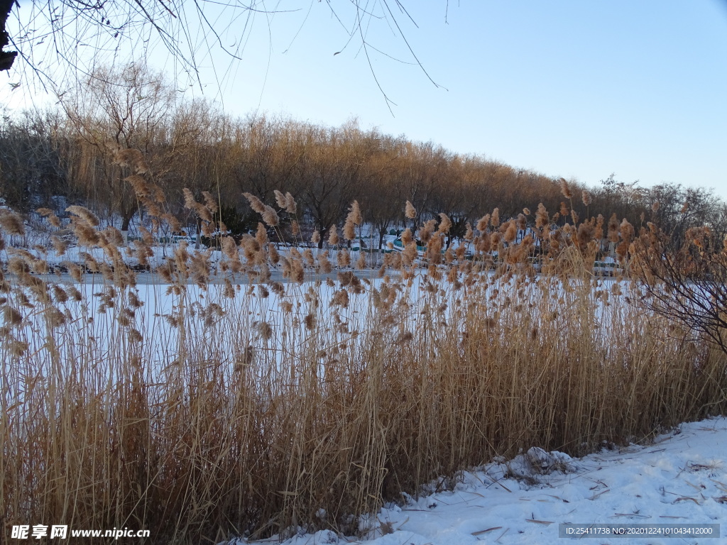 冬天芦苇