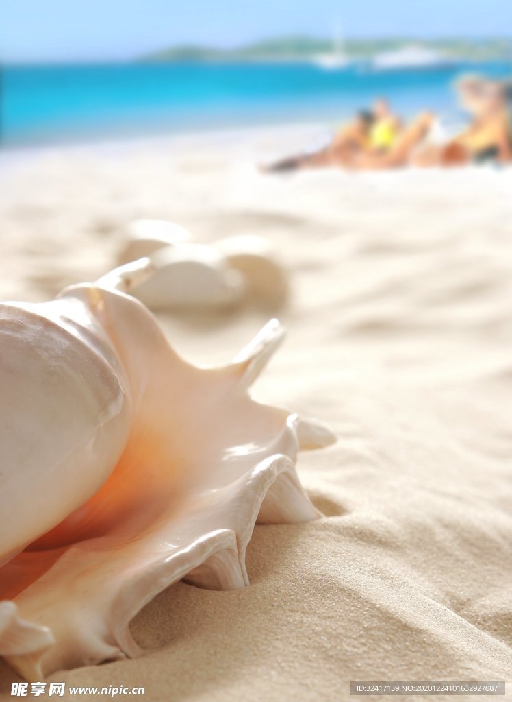 美丽沙滩海螺