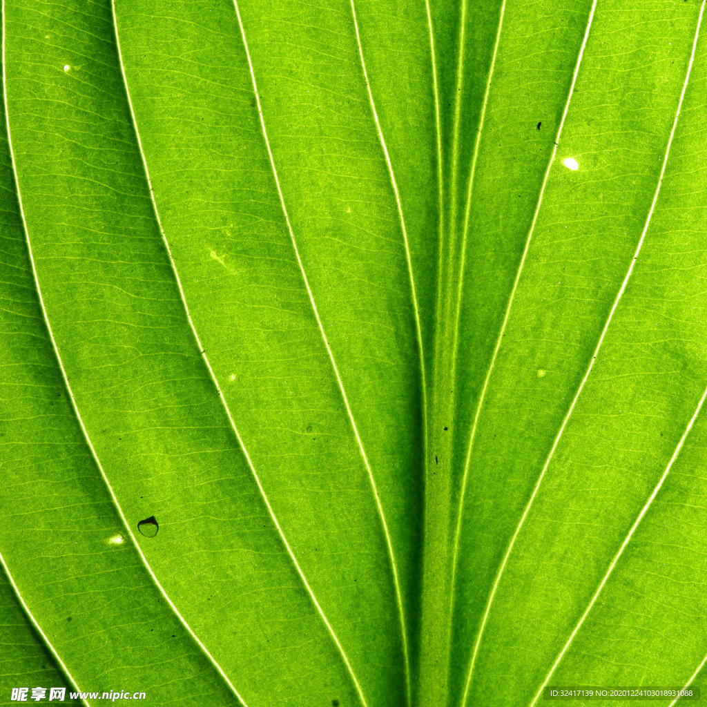 微距叶脉绿色植物