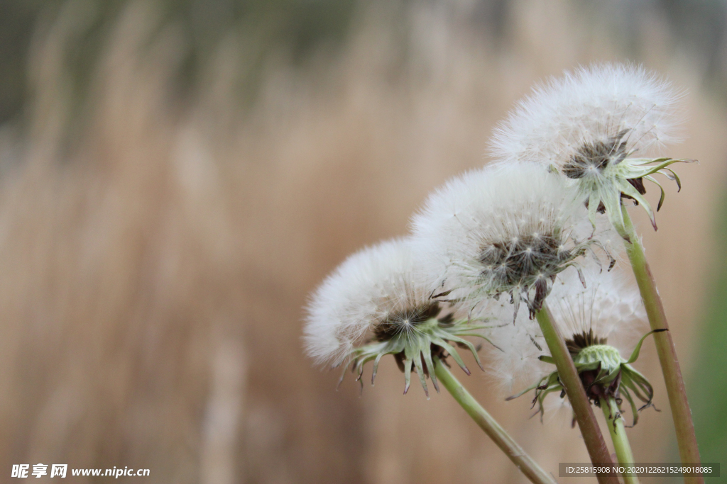 天空 蓝 野外 田野 舒适 惬