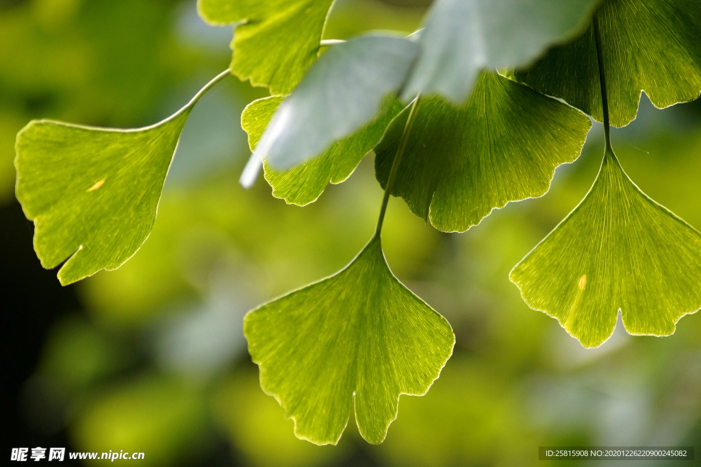 银杏树叶