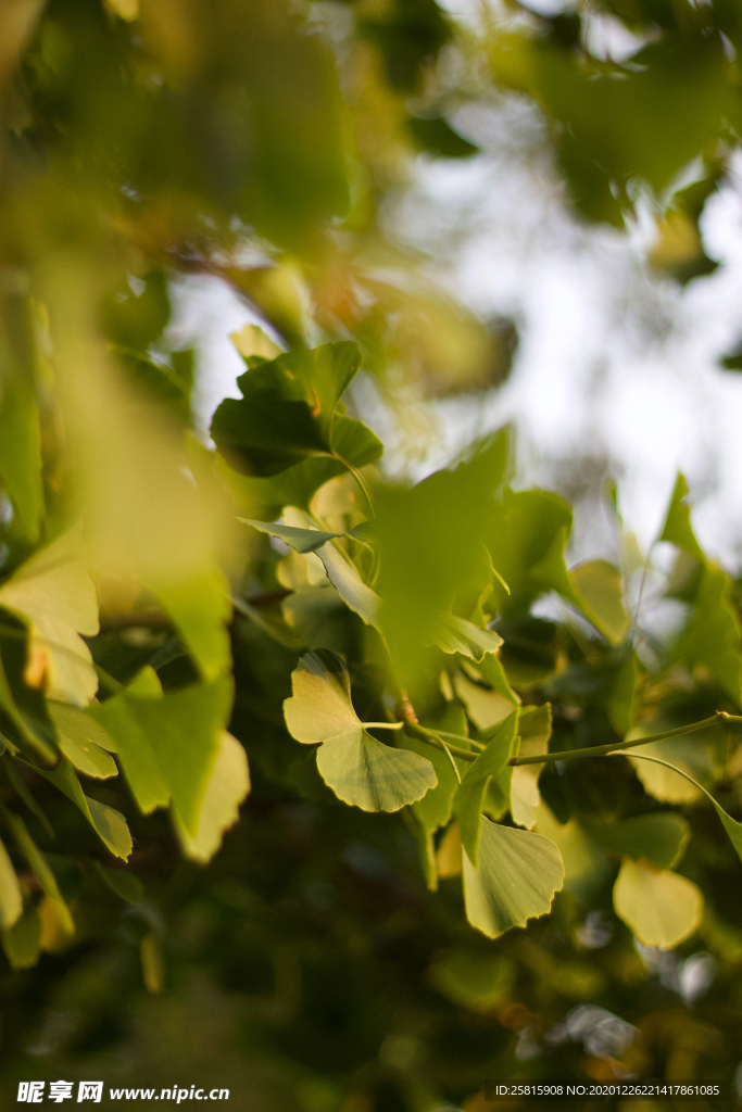 银杏树叶